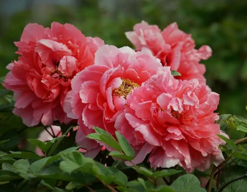 Diy растительная алмазная живопись пион цветы вышивка мозаика стежок стразы