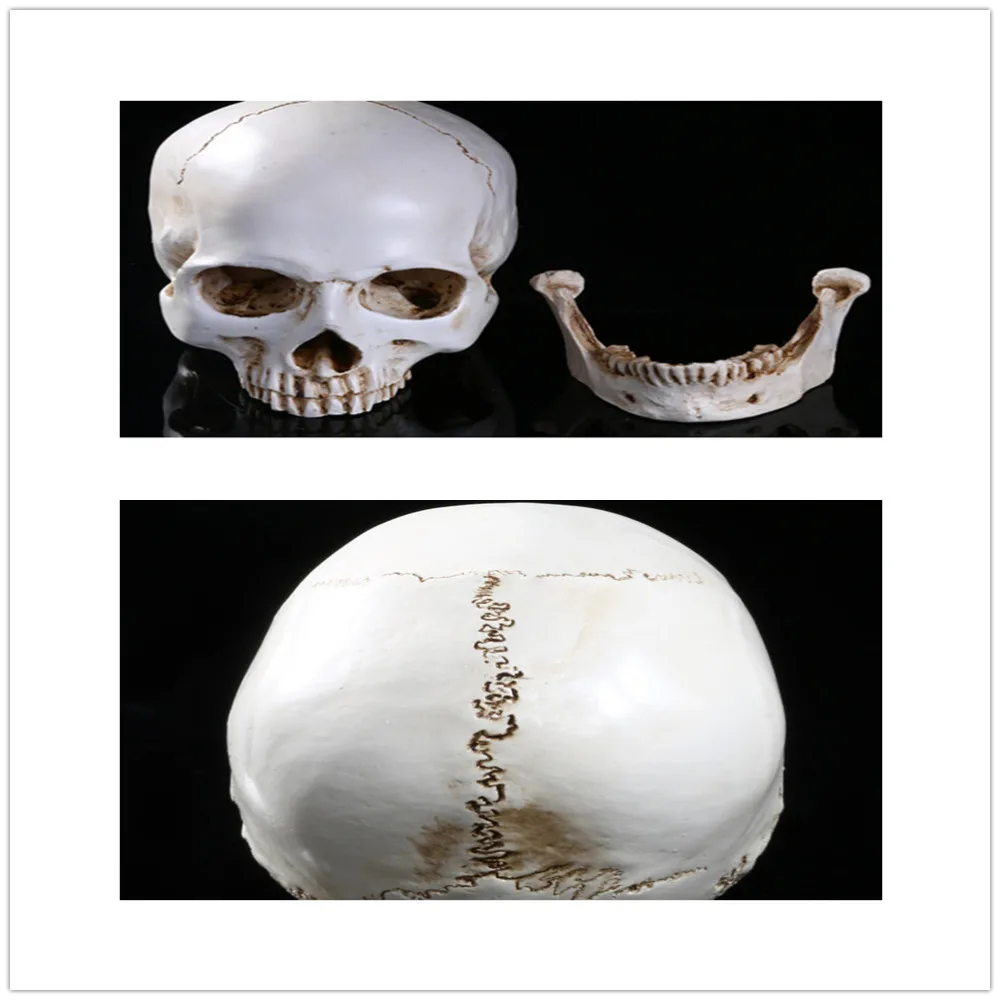 

Lifesize 1:1 Human Model Replica Resin Anatomical Tracing Teaching Skeleton Decoration Statue
