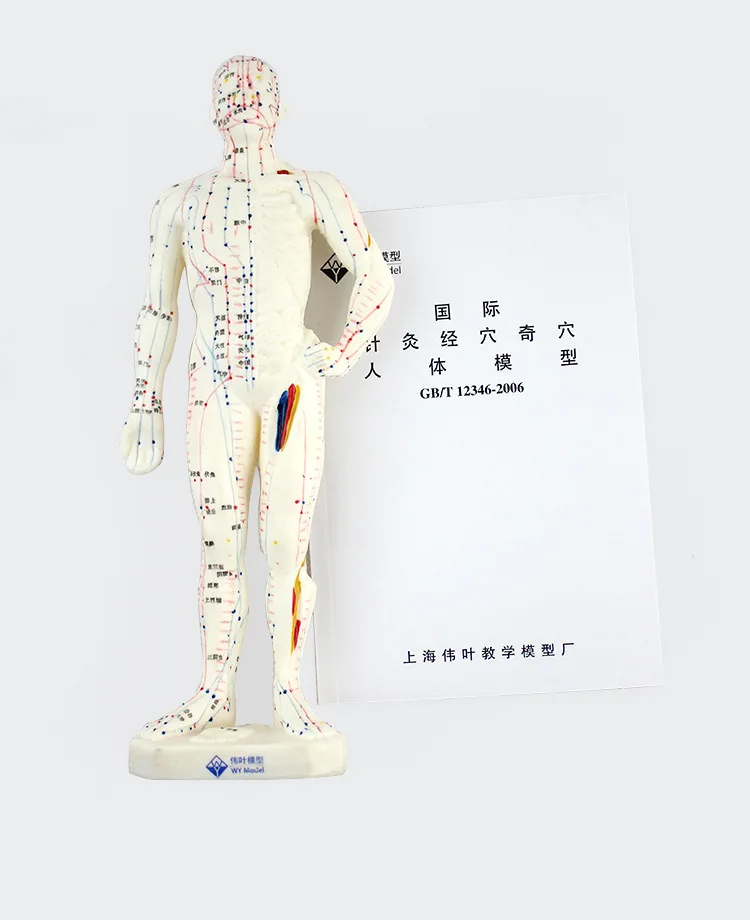 Медицинская китайская медицина меридианы модель для иглоукалывания прижигания