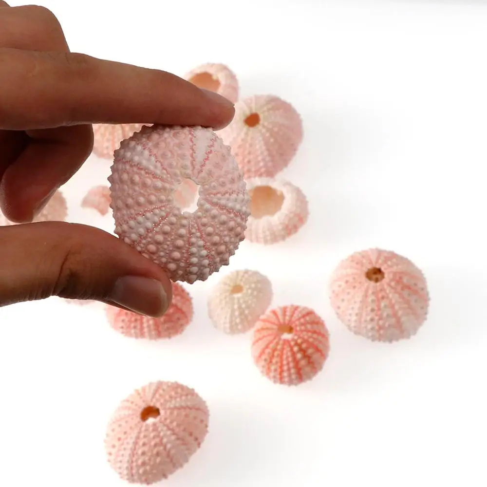 2/4/6 шт. случайный Размеры Розовый Натуральная морская UrchinShell дизайн в форме