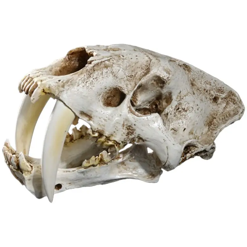 2021 New 1:1 Saber-Toothed Tiger Resin Replica Skull Head Model Home Bar Decor Halloween Decoration Gifts