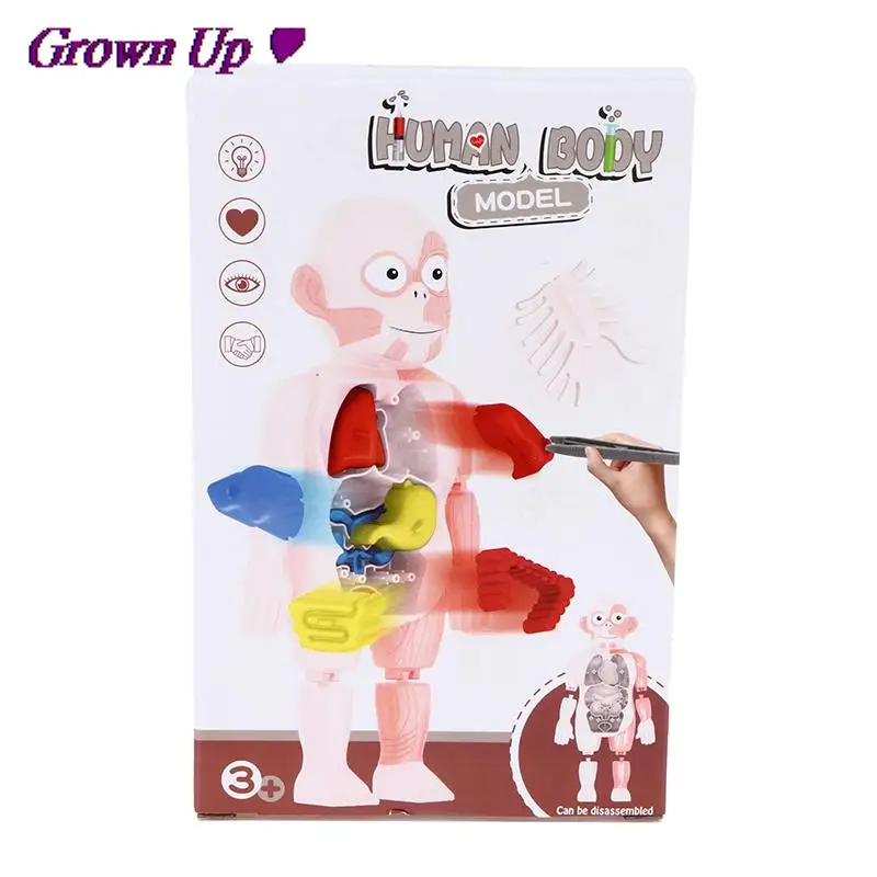 Головоломка Монтессори 3D игрушка для анатомии человеческого тела обучающая