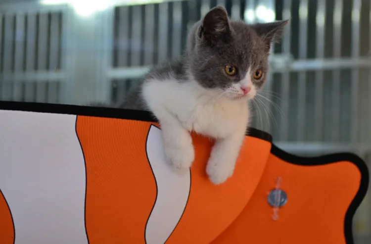 Съемный подвесной гамак для кошки Котенок домашнее животное окно на присоске пространство маленькое животное для загара отдых для сна