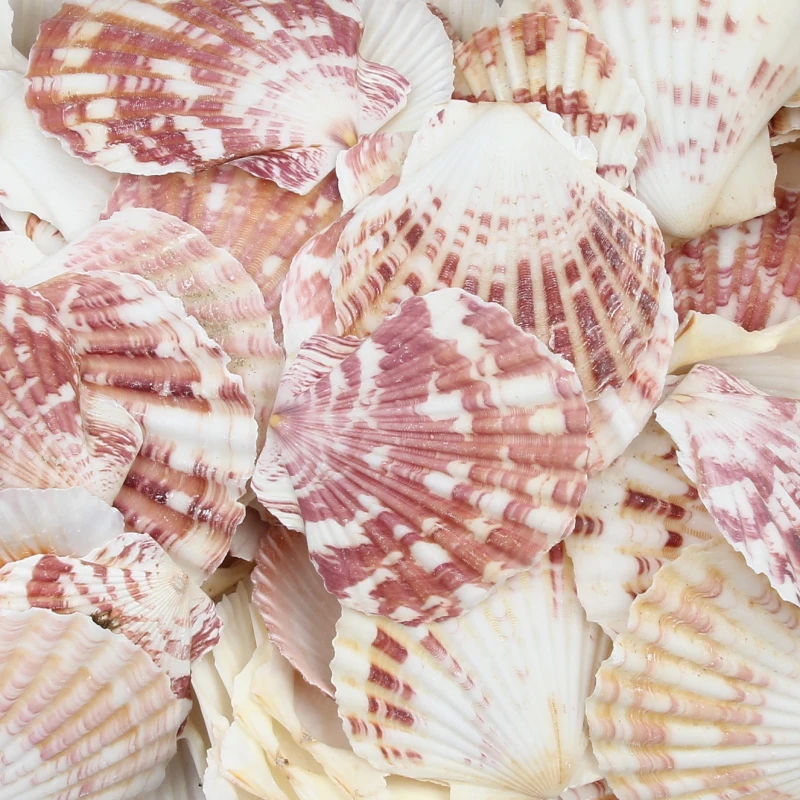 5 шт. натуральные морские ракушки пляжные украшения Diy морской Стиль Ракушки