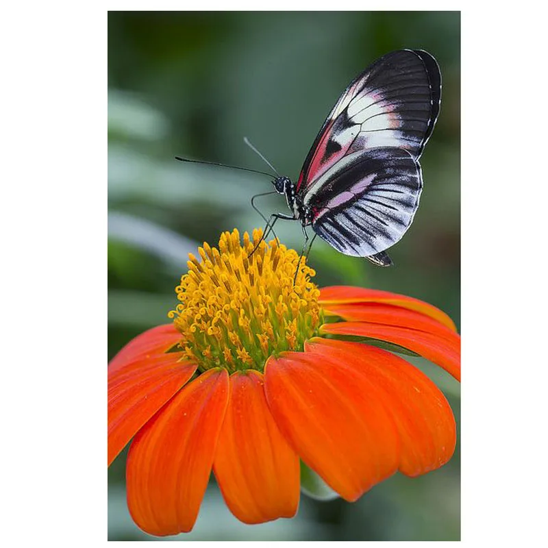 

butterfly Animal DIY Diamond Painting butterfly sunflower Full Diamond Embroidery Cross Stitch Rhinestone Mosaic Painting