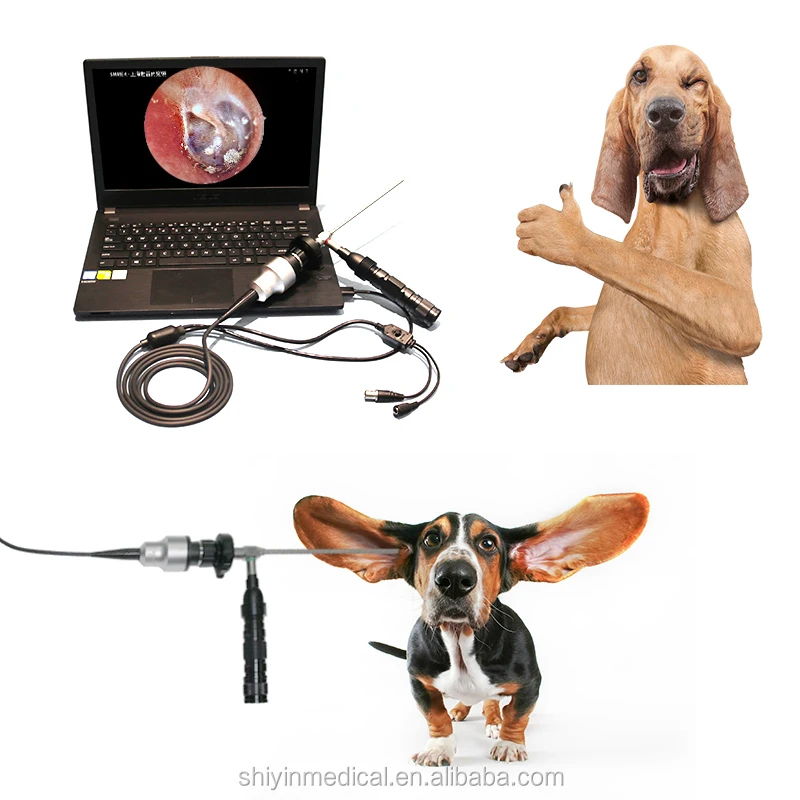 

Video otoscope veterinary ent endoscope