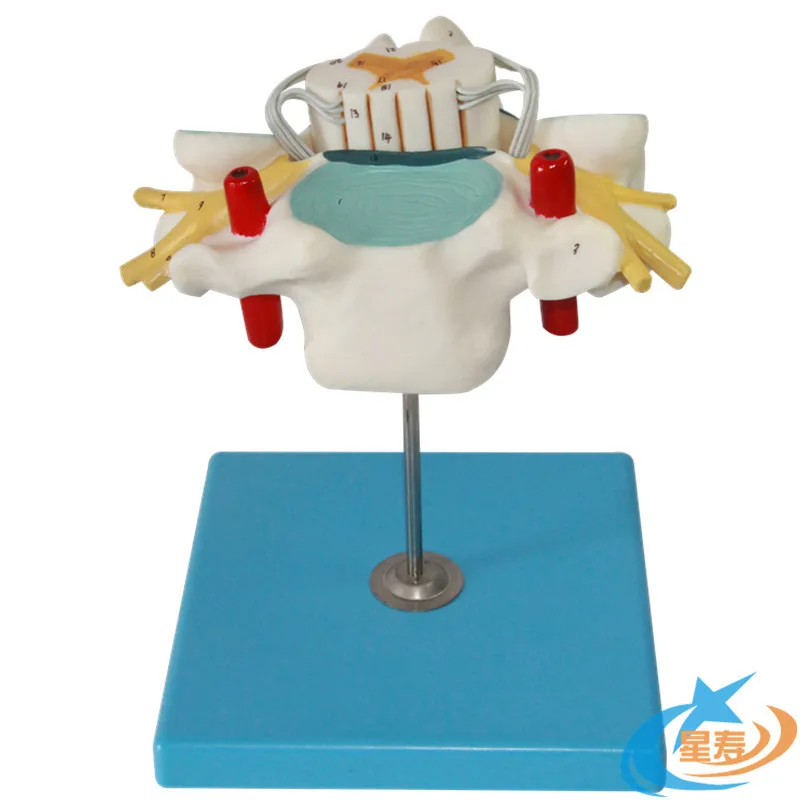 Анатомия человека из пвх увеличивает шейный позвоночник и спинномозговой нерв