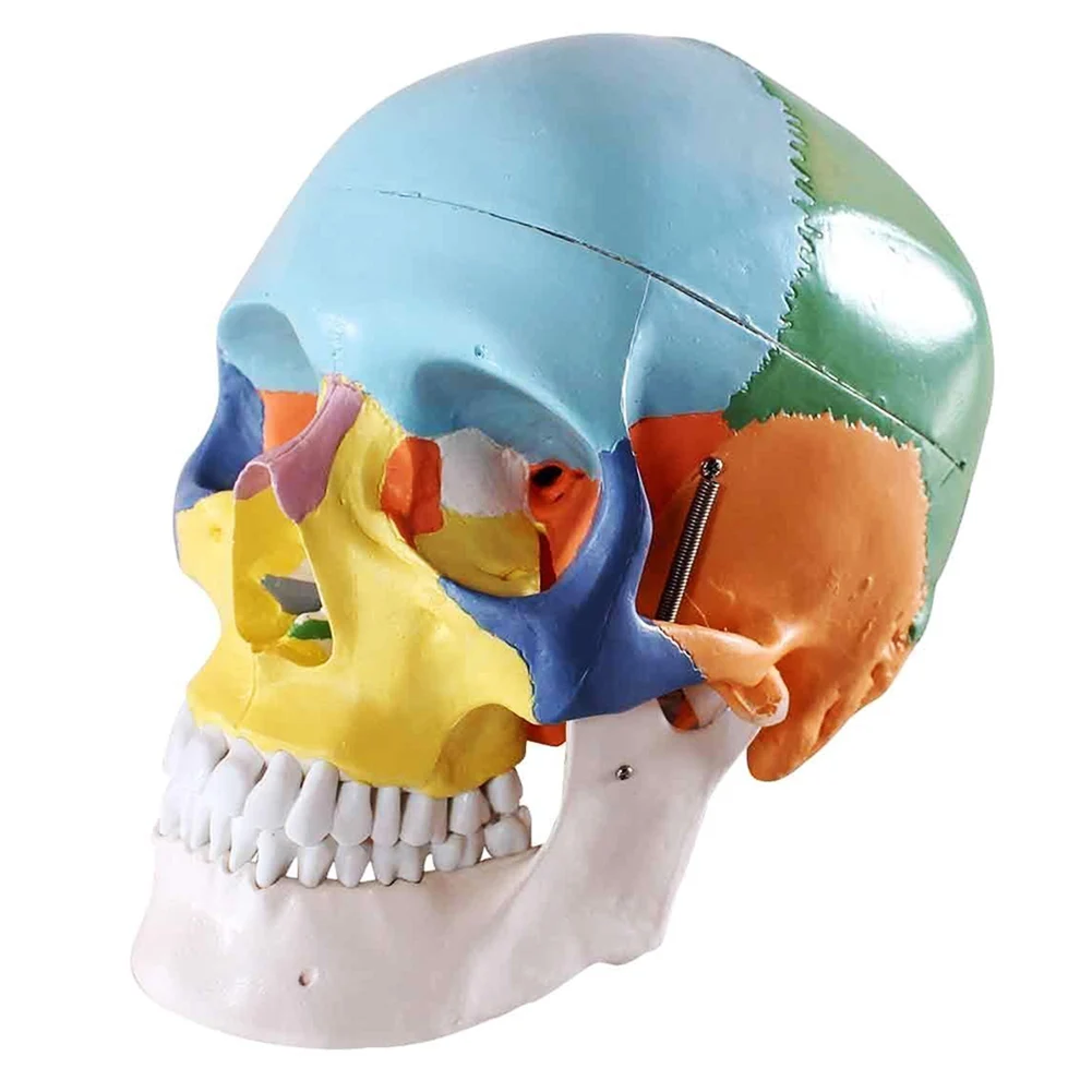 

Colored Skull Model Sectioned Head Model Teaching Tools Aids Contrasting Colors to Distinguish Various Bony Plates JHP-B