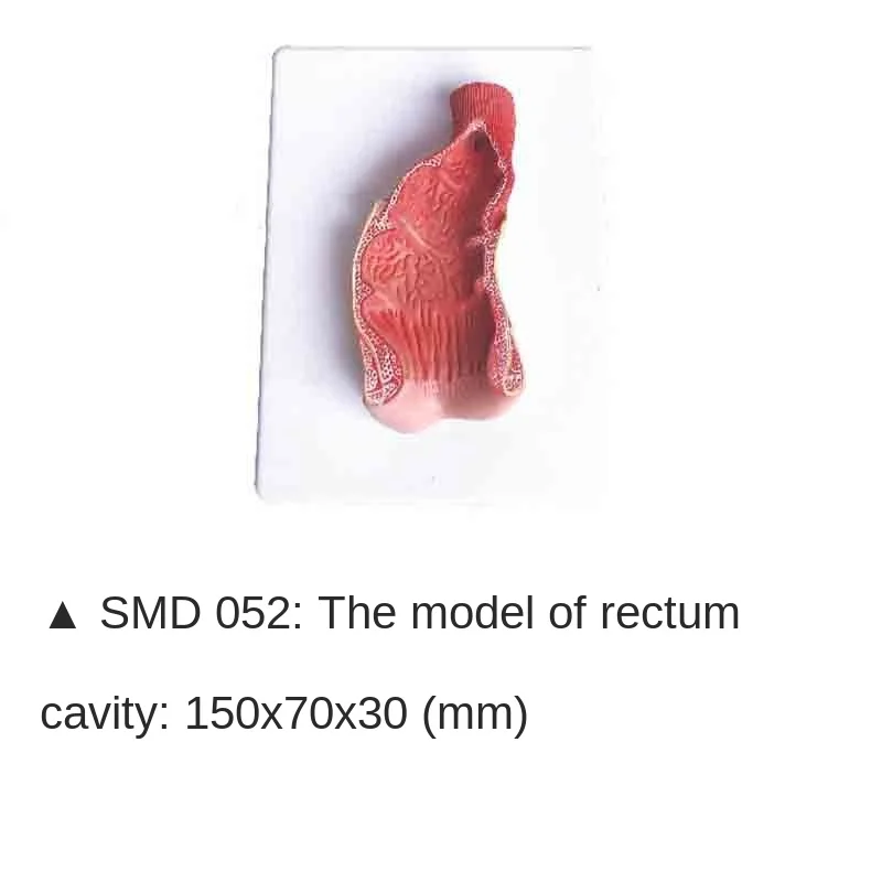 

SMD052 Rectal cavity