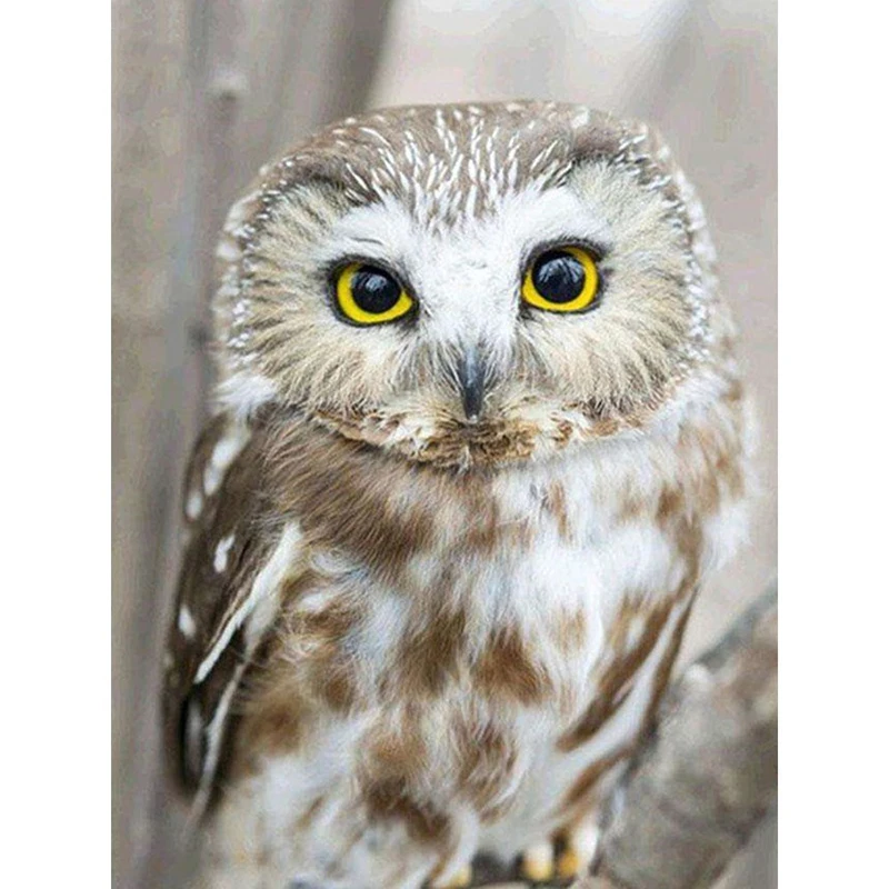 

5d Diamond Painting Birds Owl Full Drill Resin Pictures Rhinestones Decor Home Diy Mosaic Diamond Embroidery Animals Hobby Gift
