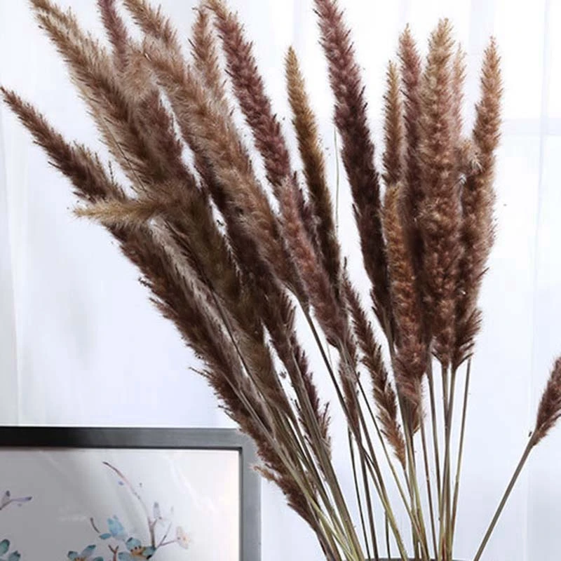 60 шт. Натуральные Сушеные пампасы трава фрагмиты коммуниса растение тростника