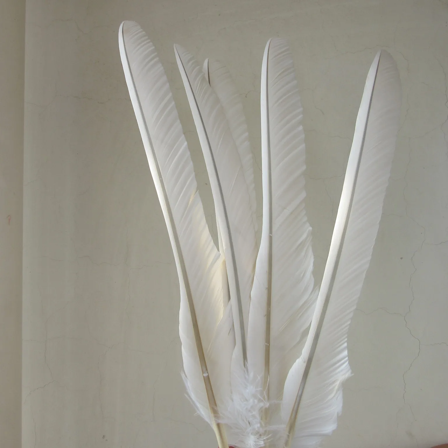 

Wholesale 10pcs/lot White Eagle Feathers 50-65cm/20-26inches Carnival Craft Diy Accessories Celebration DIY Plume