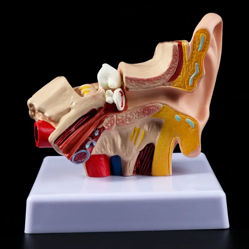 

1.5 Times Life Size Human Ear Anatomy Model OrganMedical Teaching Supplies Professional