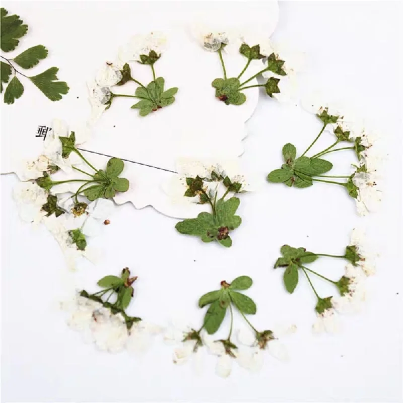 

60pcs Pressed Dried Spiraea thunbergii Flower Plant Herbarium For Jewelry Postcard Bookmark Phone Case Invitation Card DIY