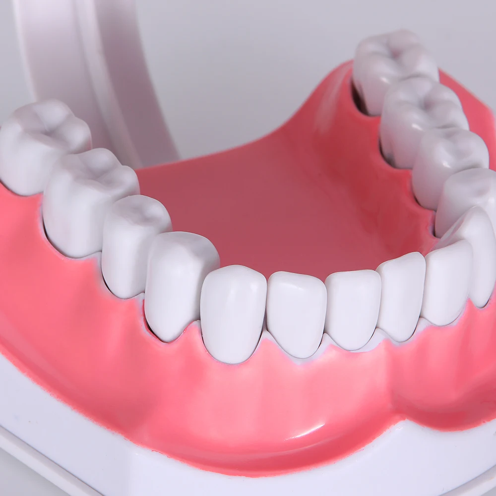Стоматологическая модель зубов 1: 2 зуба большой школьное оборудование для