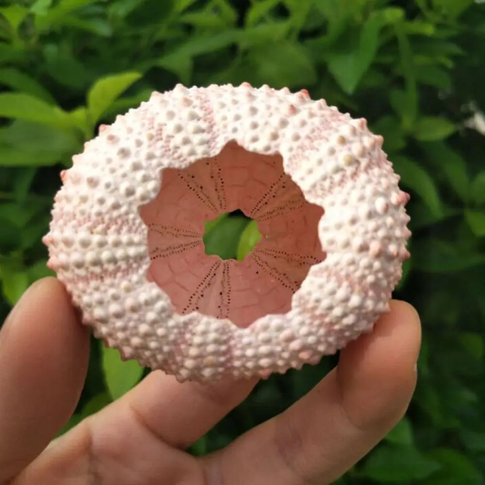 4 шт. натуральные ракушки ежа хрупкие прочные горшки для посадки ананасов конха.