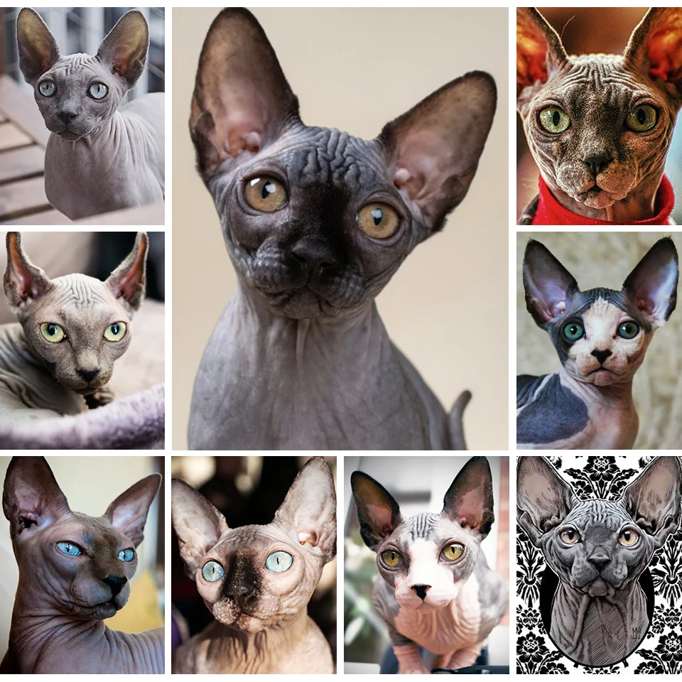 

Алмазная 5D картина «сделай сам», Набор для вышивки крестиком с изображением животного, кошки, полная выкладка, мозаика для домашнего декора