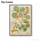 Capucine Nasturtium Flower ВИНТАЖНЫЙ ПЛАКАТ холст печать французское искусство античное цветочное Искусство Холст Картина настенное украшение
