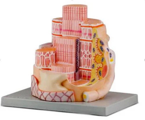 Нервная система скелетные мышцы волокно и мотор Концевая пластина анатомическая