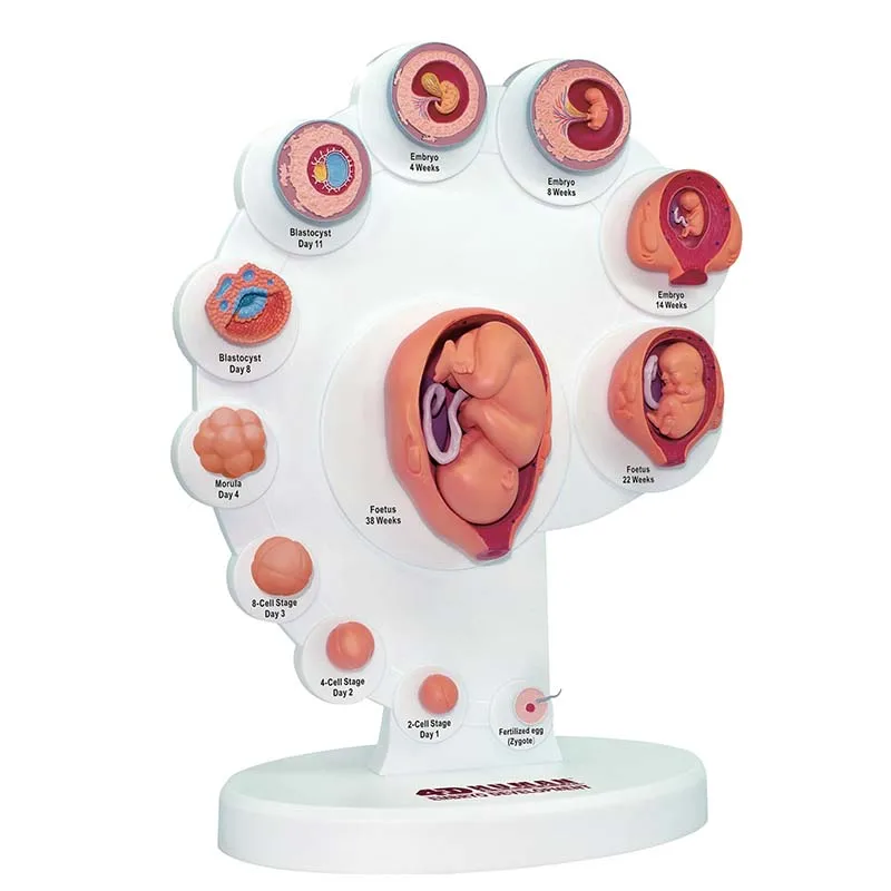 Medical teaching supplies authentic 4D MASTER puzzle assembly toy human fetal growth organ anatomical model