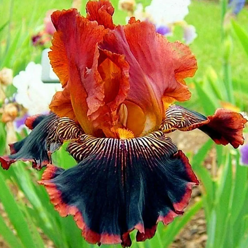 

10 Iris Bulb Potted Easy Grow Plant Flower Roots Greening Rare Growing Rare Species Fragrant Impressive Planting Garden Outdoor