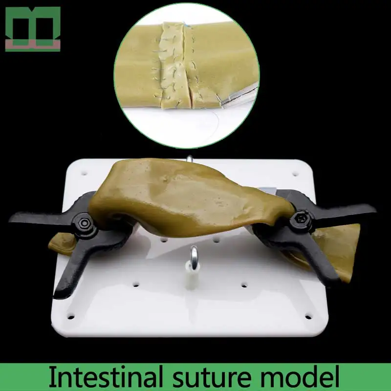 Медицинские Учебные пособия сверхвысокий имитационный модуль кишечника