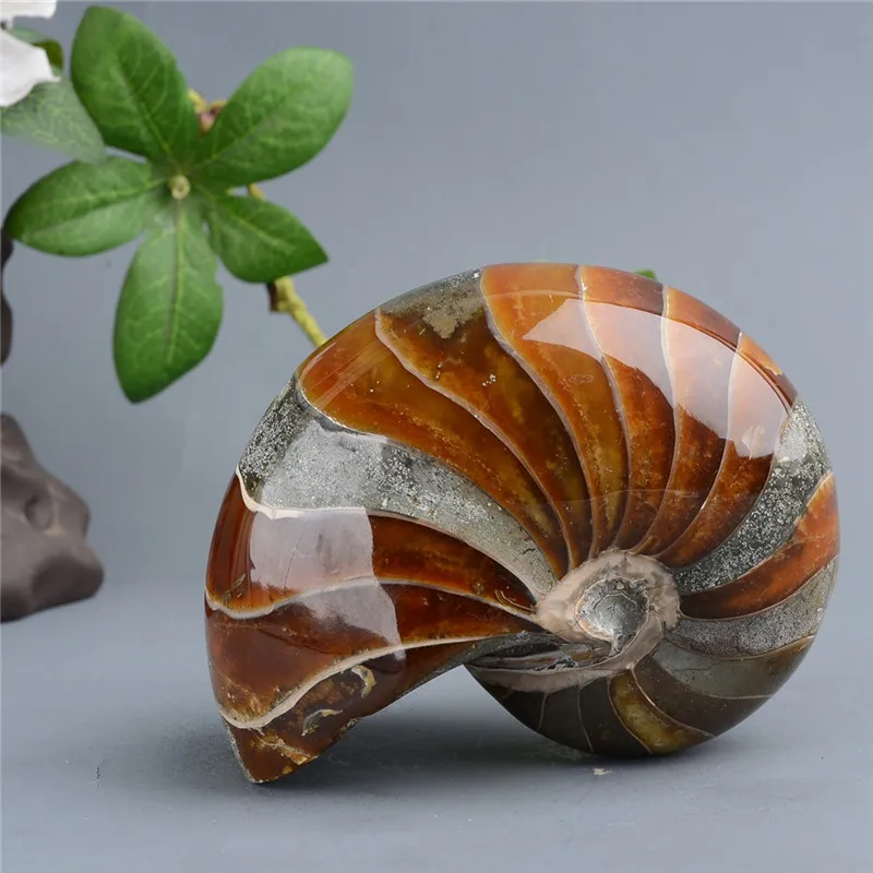 1 шт. натуральная раковина и минералы раковины из ископаемых хризантем|Камни| |