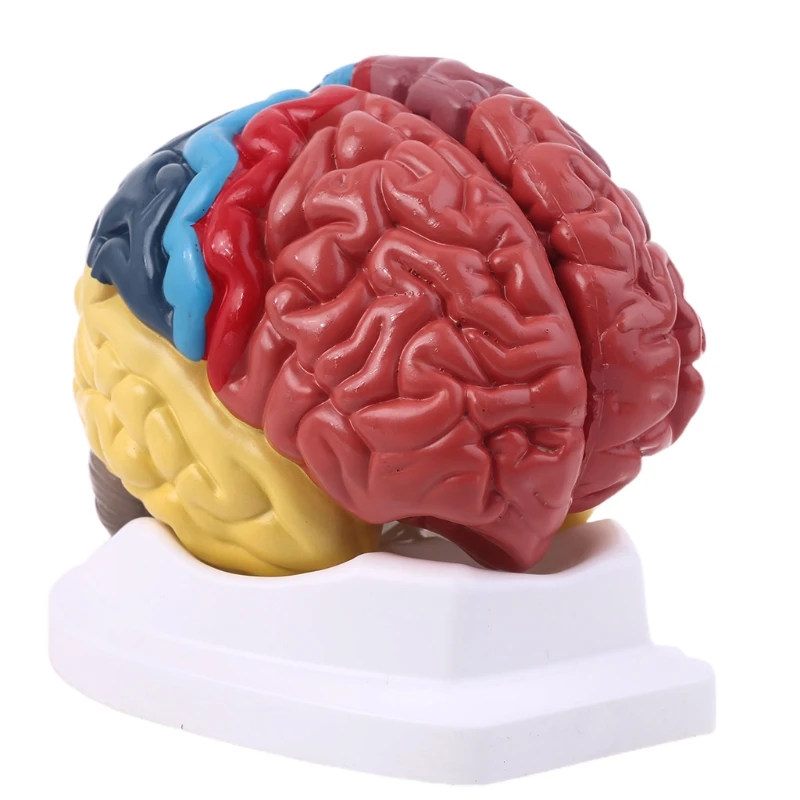 

Life Size Human Brain Functional Area Model Anatomy for Science Classroom Study Display Teaching Sculptures School