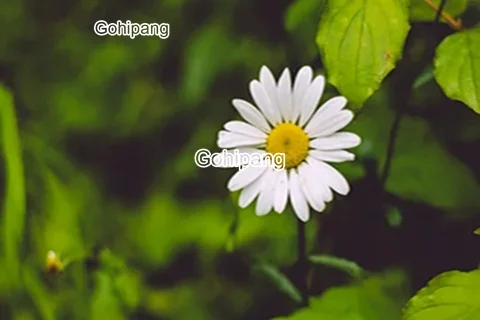 

Diamond Embroidery Little Yellow and White Daisy Full Drill 5D DIY Cross Stitch Rhinestones Square or Round Diamond Wall Decorat