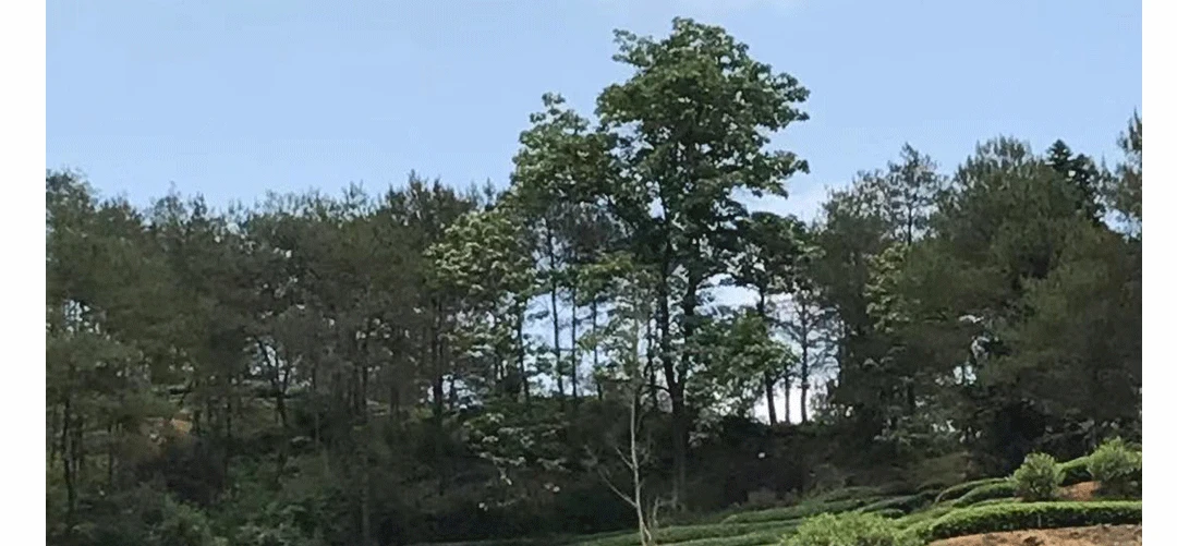 Китайский чай Wuyishan, настоящий черный чай, чжэншань, маленький сорт, высокое качество, горный, мгновенный чай улун, зеленый, ФУО