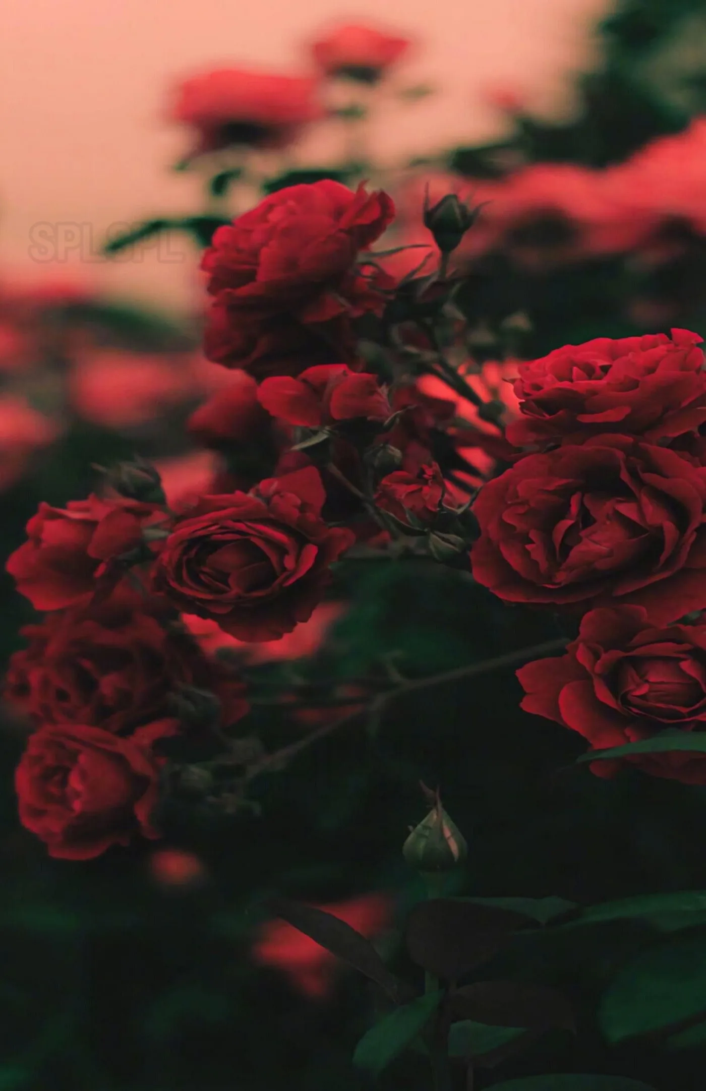 

Diamond Painting Flowers Small Fresh and Beautiful Pink Rose Flower Red Bright Peony Beautiful Camellia Bedroom Hall Decor Mural