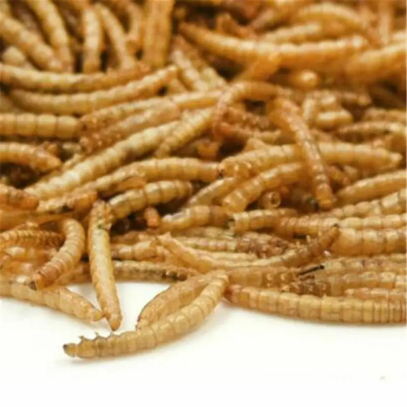 

500-1000g Freeze-dried Mealworm Ant Food Nutritious Protein Ant Farm Accessories Anthill Workshop Pet Hamster Fish Bird Snack