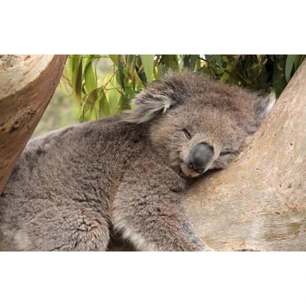 5D алмазная живопись ленивый коала вышивка сделай сам сам|Алмазная мозаика и