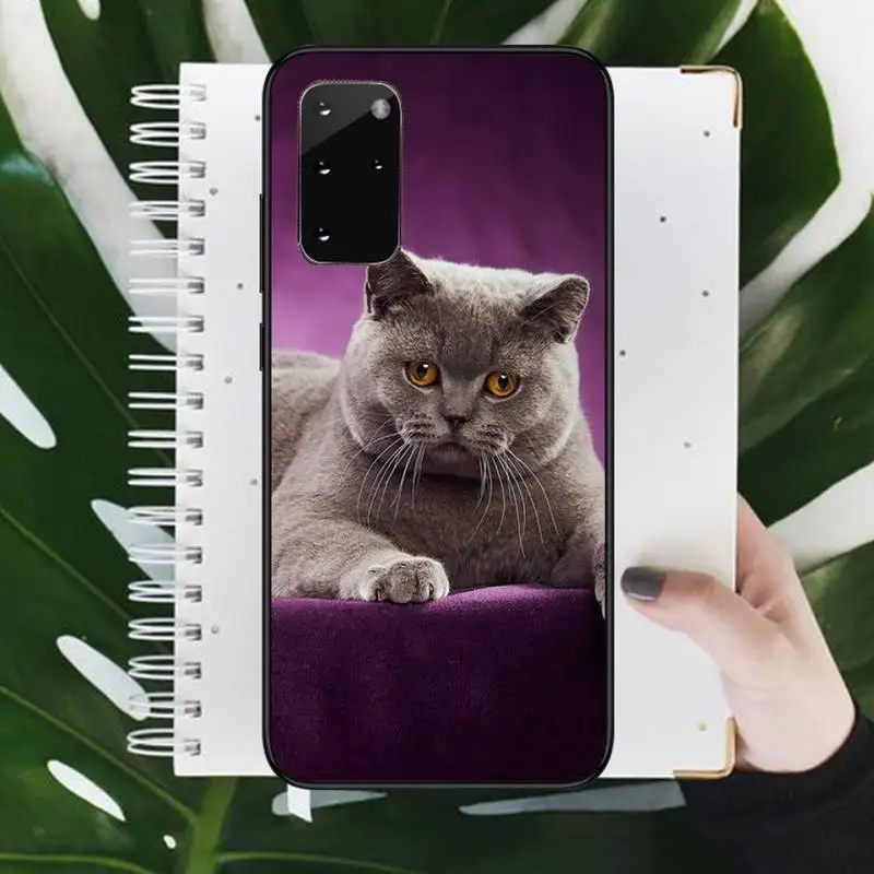 

British Shorthair cat Phone Case For Samsung S6 S7 edge S8 S9 S10 e plus A10 A50 A70 note8 J7 2017