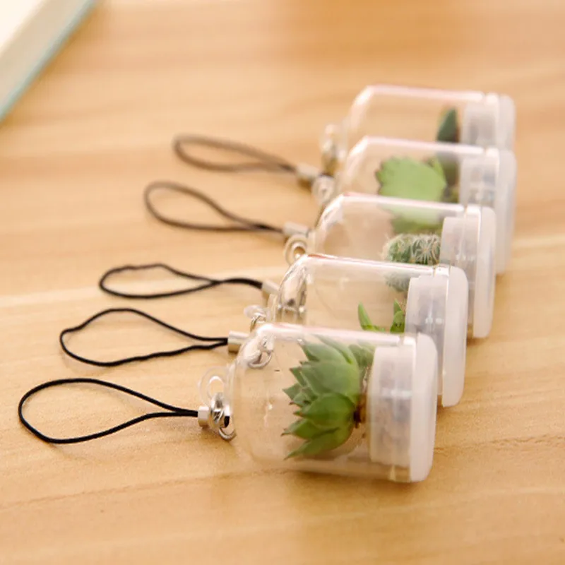 Мини-суккулент в случайном порядке зеленое мясистое растение стеклянная крышка