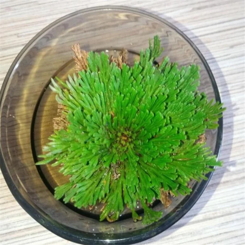 Сушеный цветок 2 шт. волшебное растение для воскресения Роза динозавра Иерихона