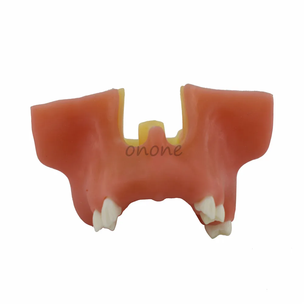 Модель зуба имитирующая рот для поднятия зубной пазухи 1 шт.