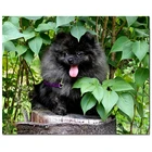 Алмазная картина щенок-Шпиц, собаки, сидящие, квадратная дрель, сделай сам, 5D Вышивка крестиком, для дома, decorZP-3539