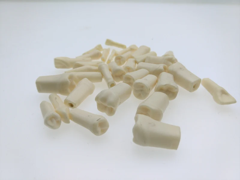 Зубные зубы 32 шт Анатомия Корона и прямой корень | Красота здоровье