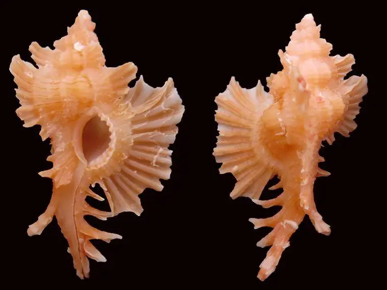 

Pterynotus orchidiflorus