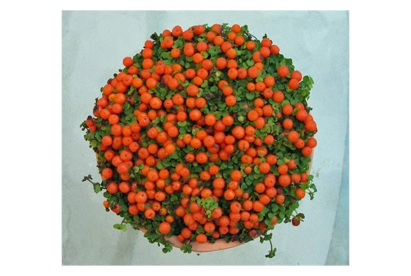 Seedsunid NERTERA* 10 семян