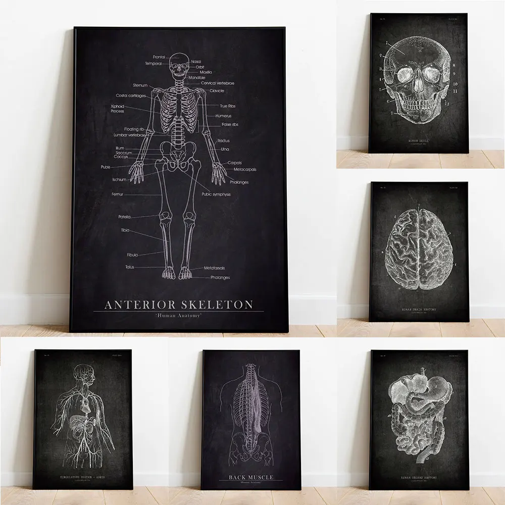 

Abstract Anterior Skeleton Poster Detailed Anatomy Of Human Bones Canvas Painting Medicine Wall Art Picture Home Decoration Gift