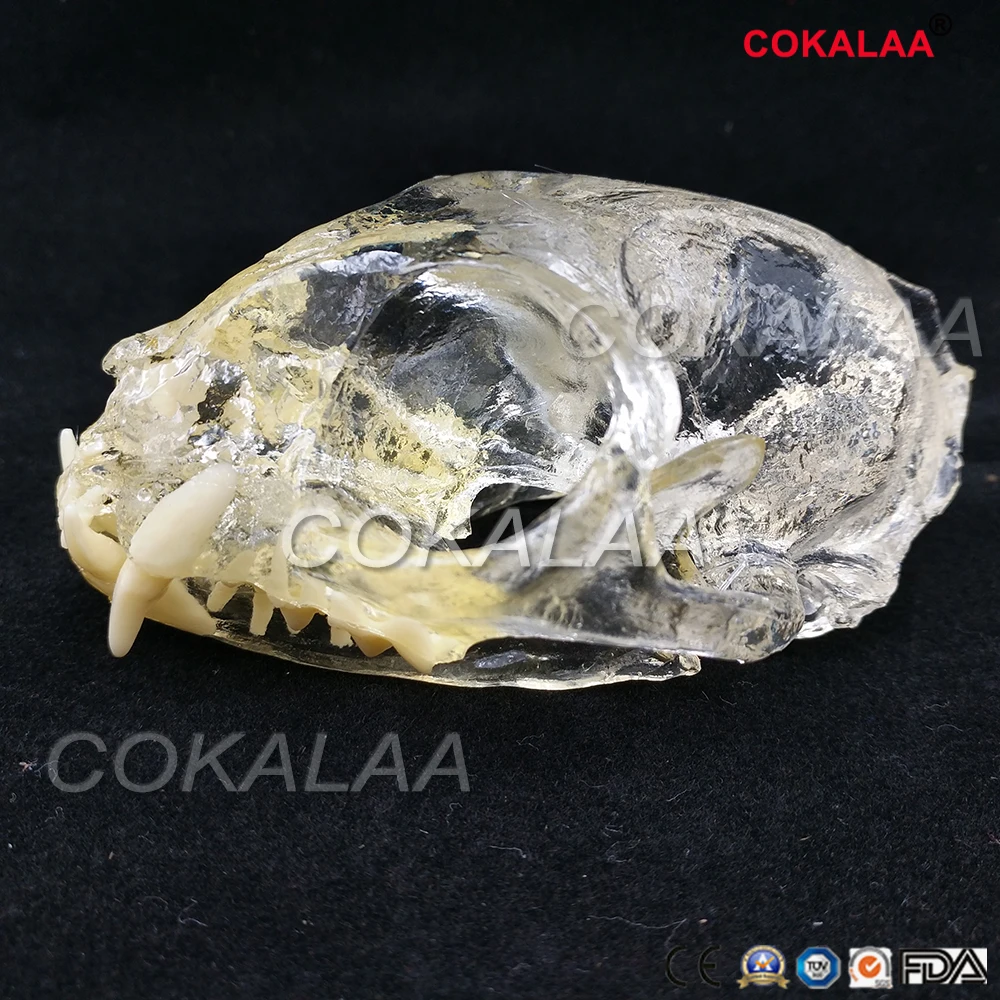 

Anatomical Felidae Pathology Jaw Model Medical Cat Mouth and Teeth Anatomy Clear Feline esqueleto anatomia