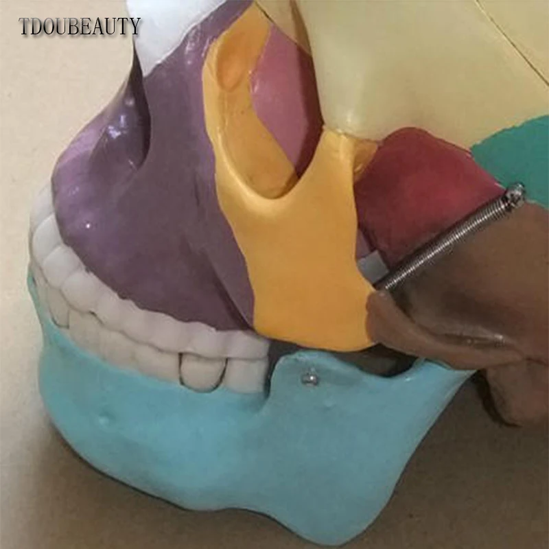 TDOUBEAUTY Esqueleto анатомический человеческий череп анатомическая анатомия каркасная