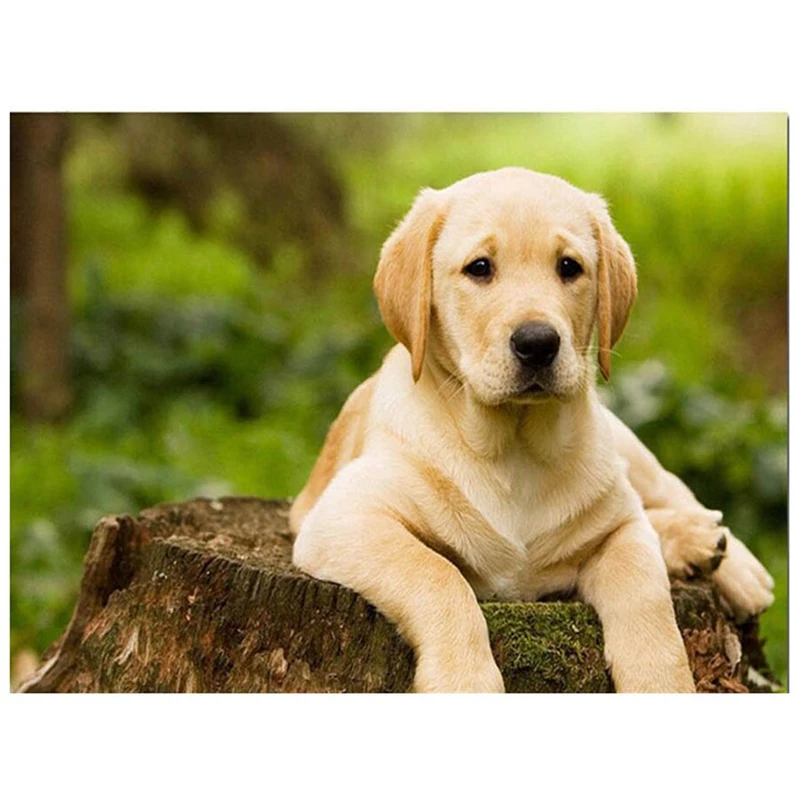 

Drill DIY Diamond Painting Labrador Dog Embroidery Beads Cross Stitch Mosaic Rhinestone Painting Home Decor