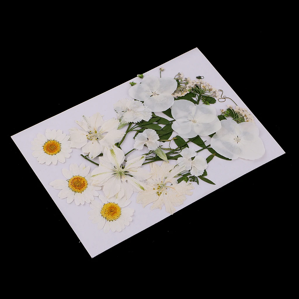 Настоящие сушеные прессованные цветы Ассорти белые ромашки для художественного