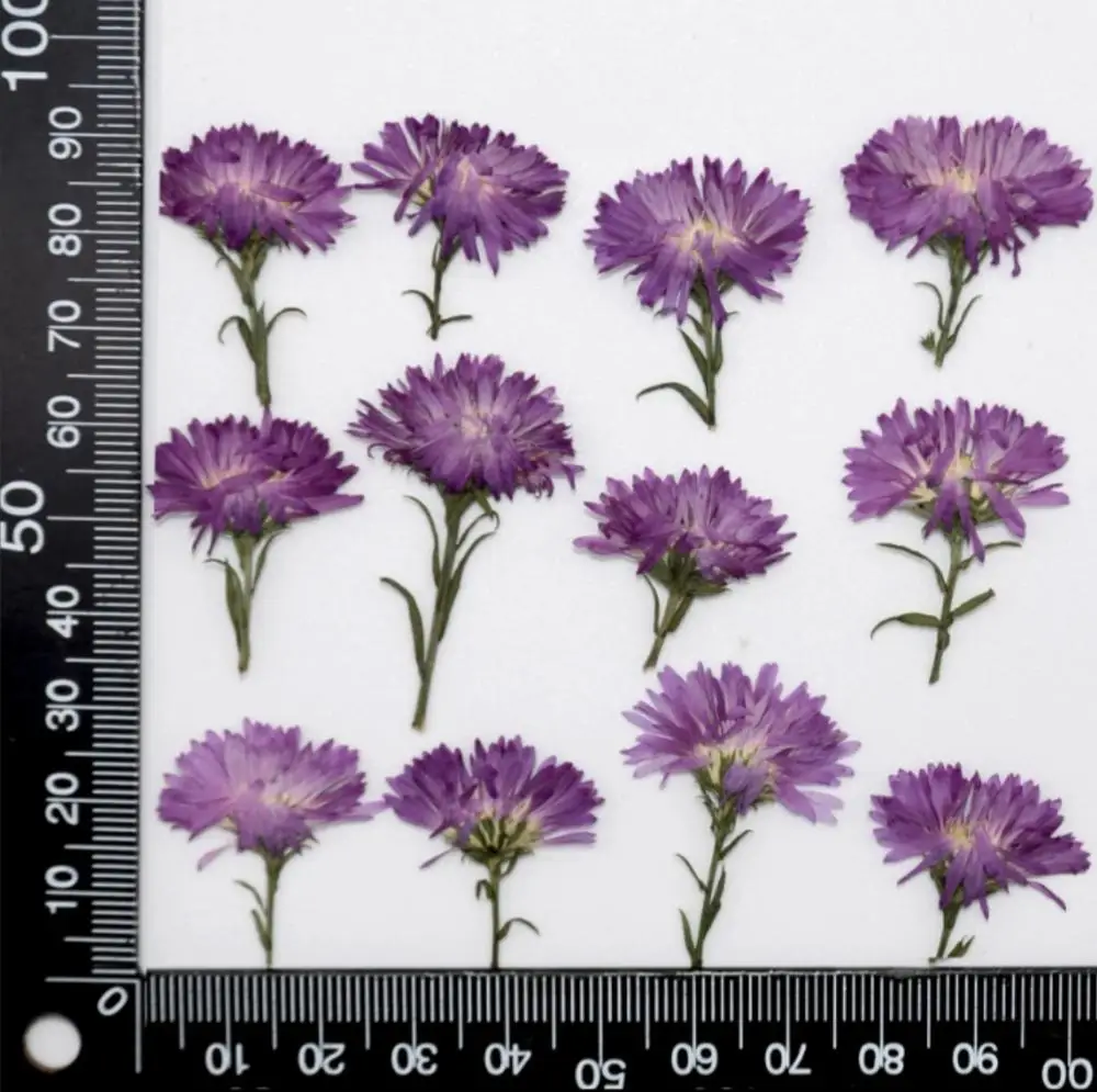 60 шт. прессованный высушенный Purple Tagetes patula L. Цветочные растения гербарий для