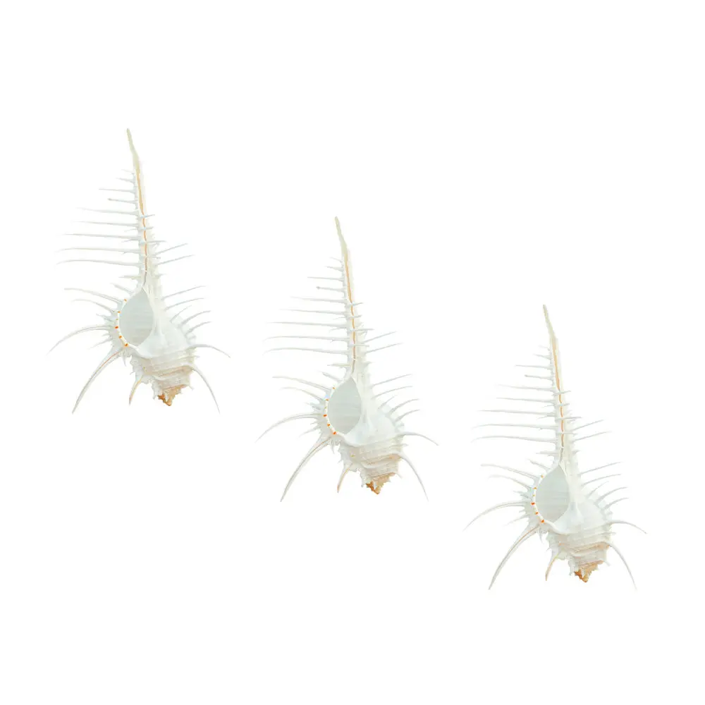 7-12 см Морская раковина Индийского океана натуральная мурекс Пектен коралл