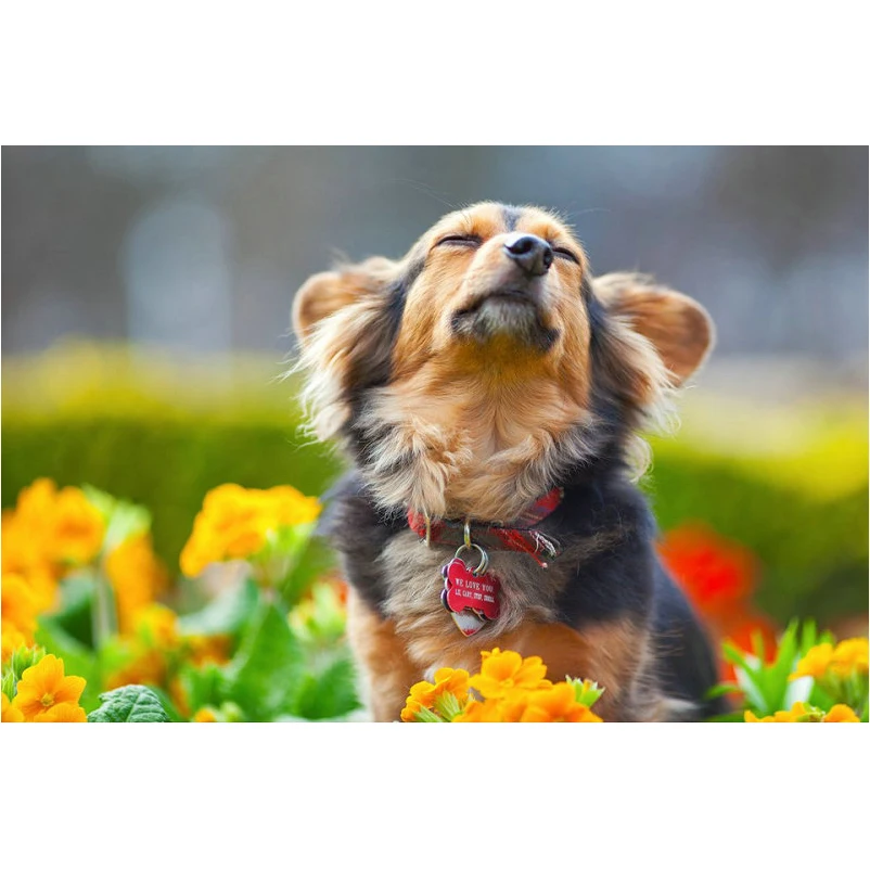 5D DIY алмазная живопись вышивка крестиком сад собака полная Алмазная квадратные