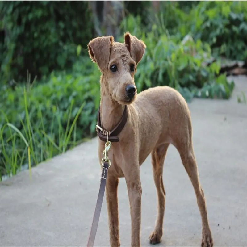 Collares para mascotas, correas para perros peque&ntilde;os y medianos, medianos y grandes, de cuero para cachorros-5